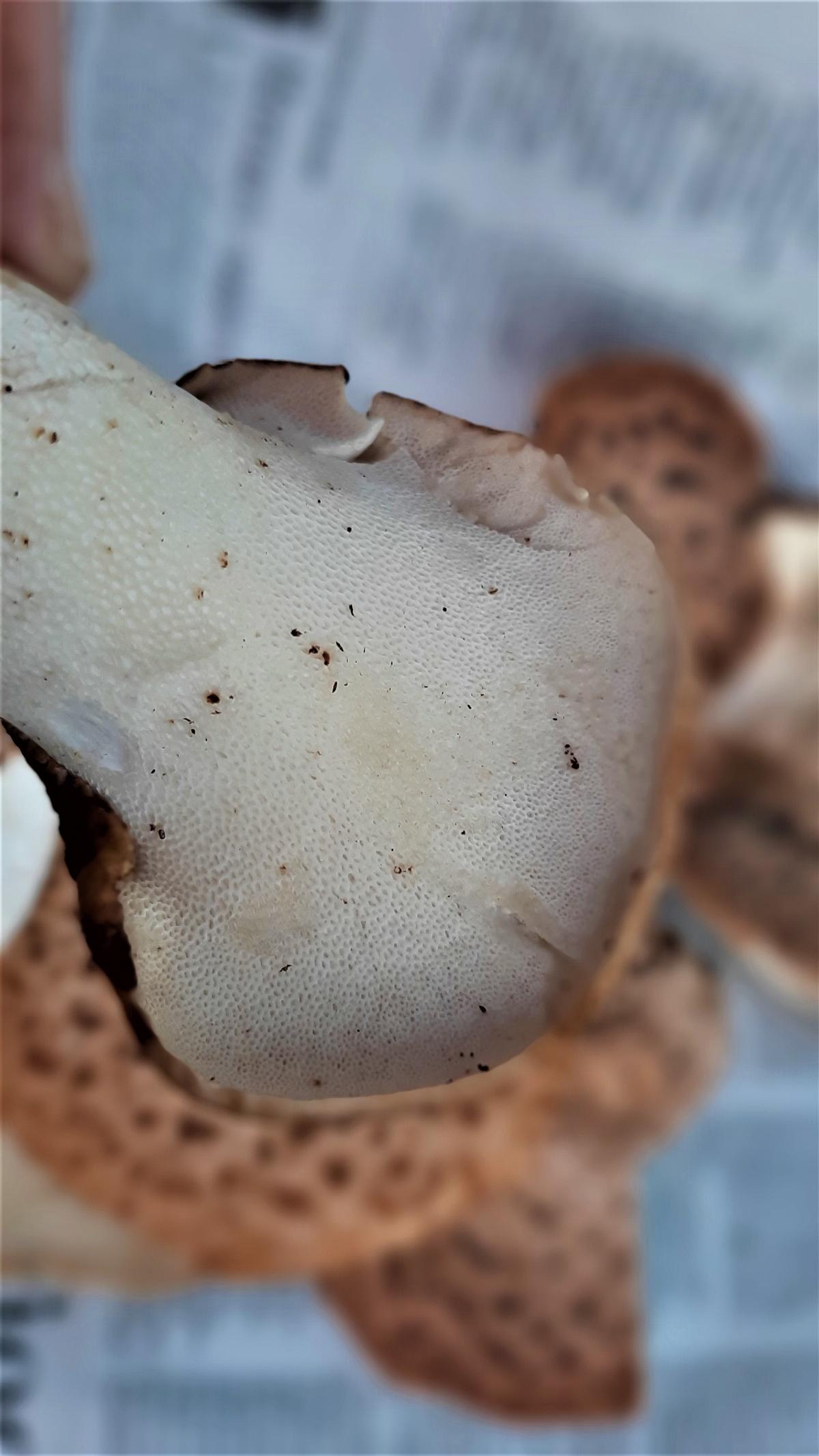 underside of a dryad saddle mushroom - tight white pores