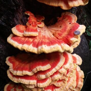 Bright orange laetiporus sulphureus, large specimen