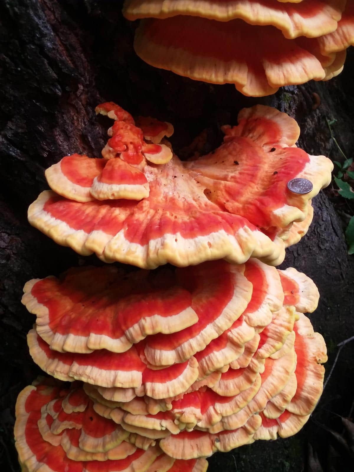 Bright orange laetiporus sulphureus, large specimen