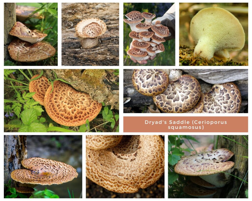 Collage of dryad saddle mushroom pictures.