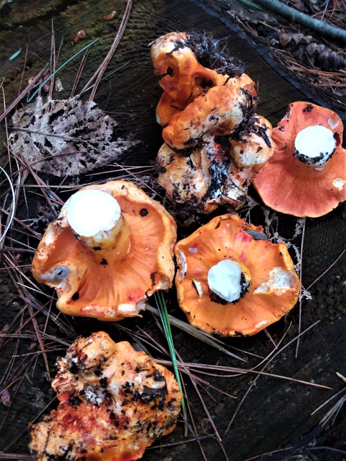 group of lobster mushrooms