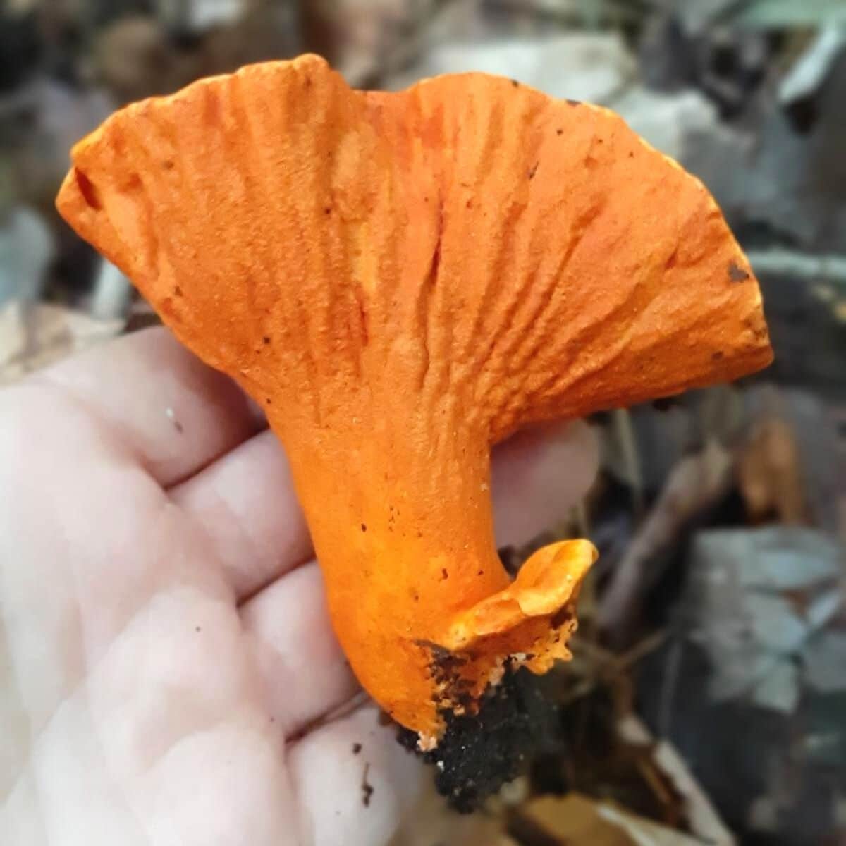 lobster mushroom