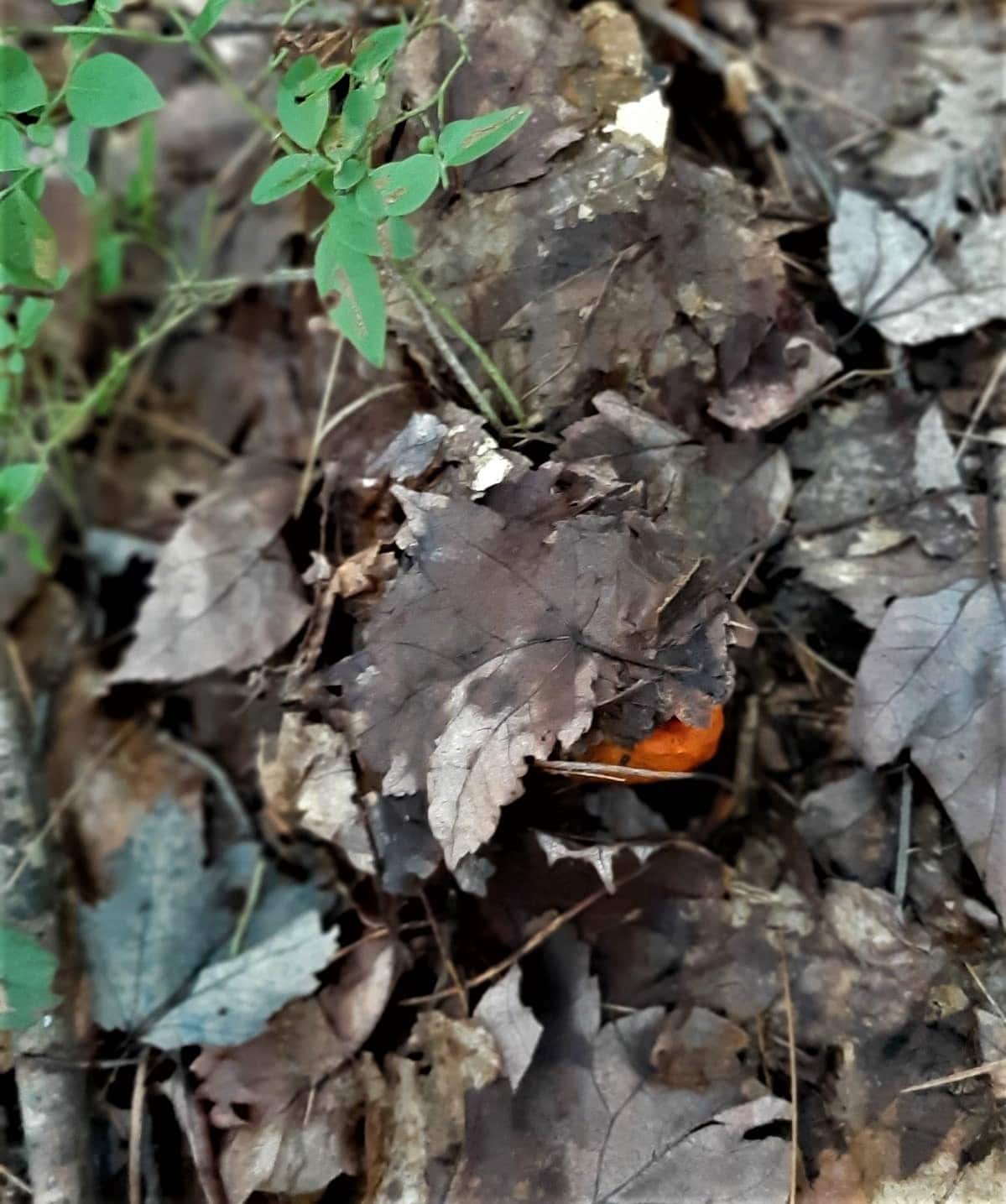 Lobster mushroom peeking out of leaves
