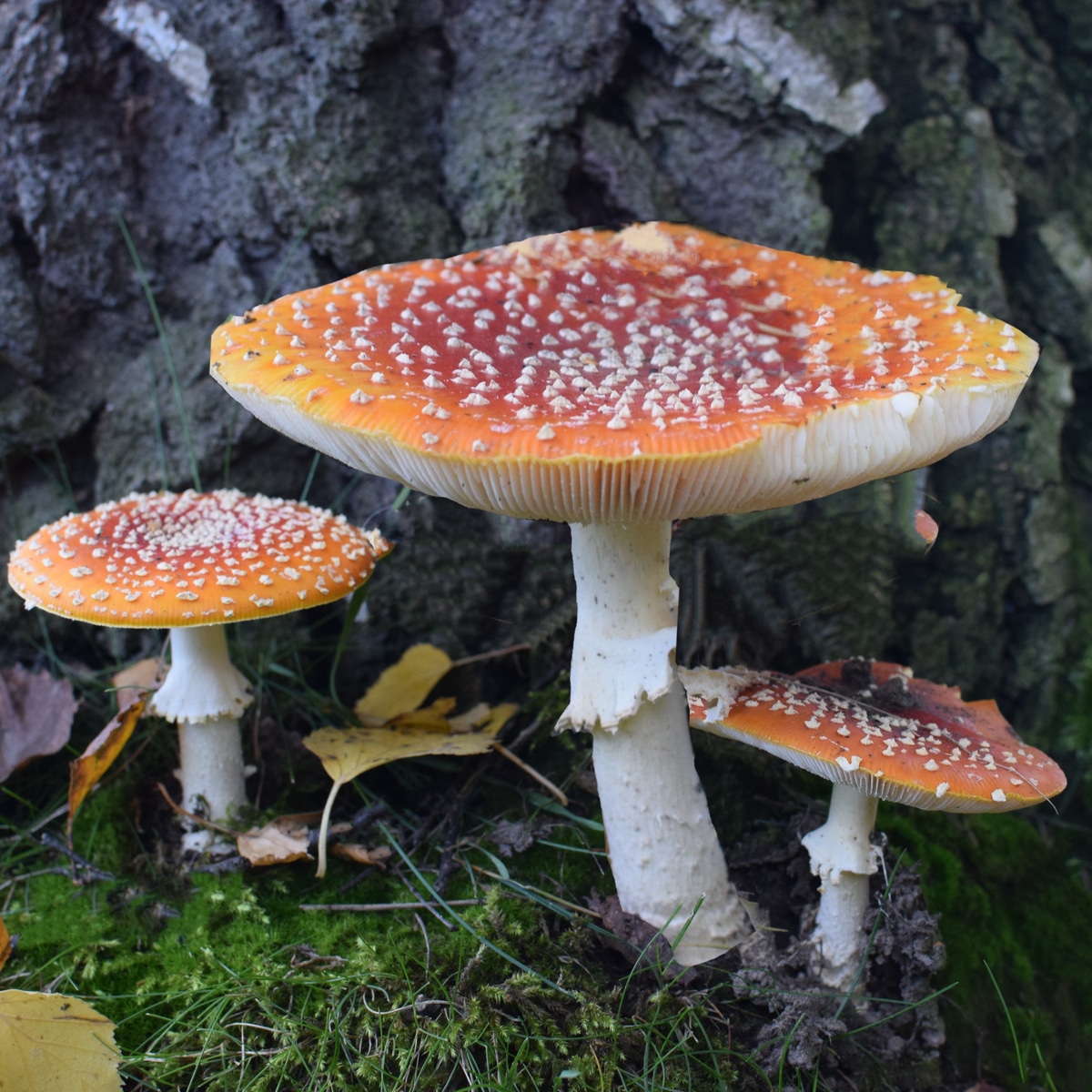 amanita