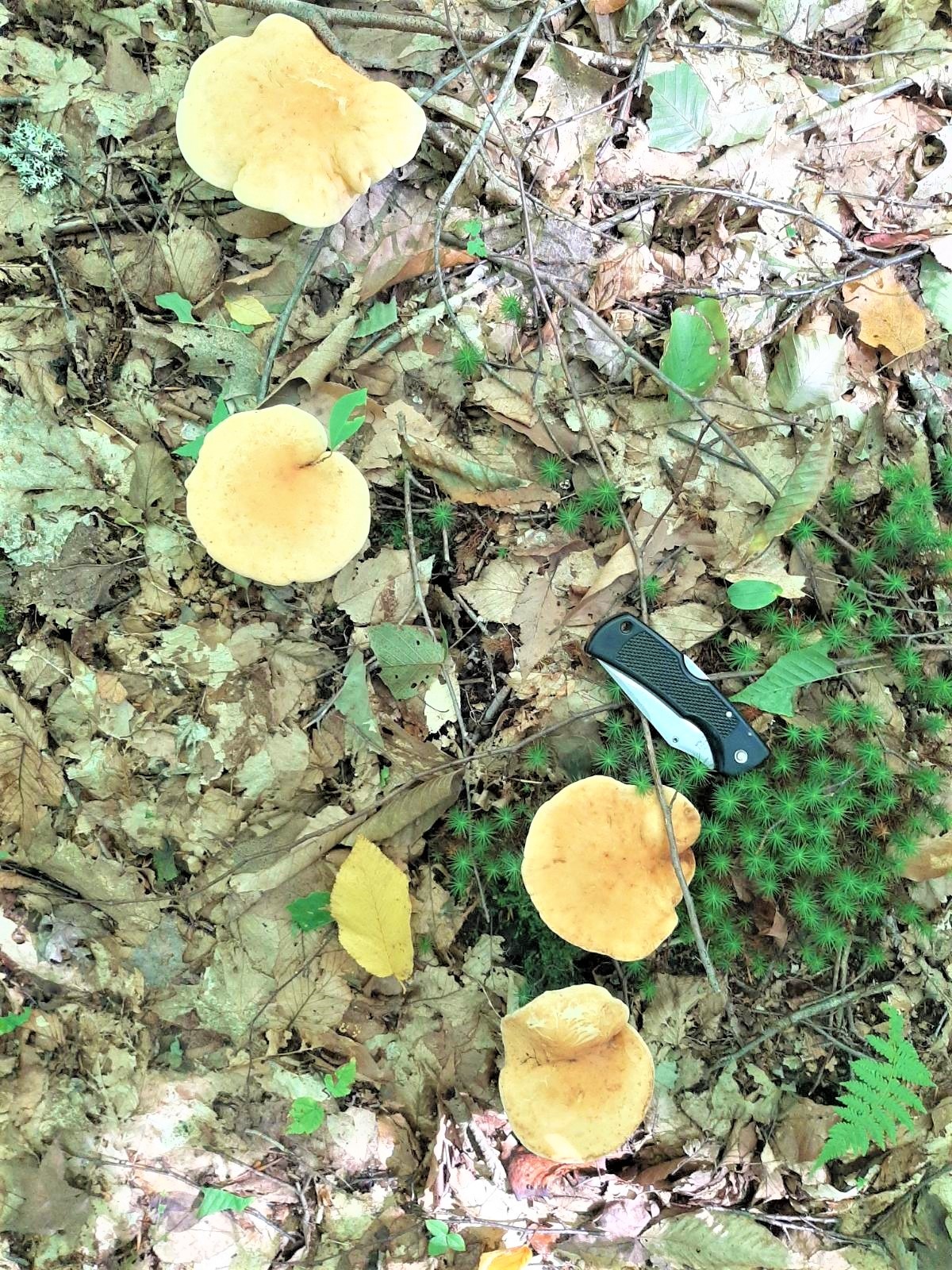 Several hedgehog mushrooms on the forest floor.