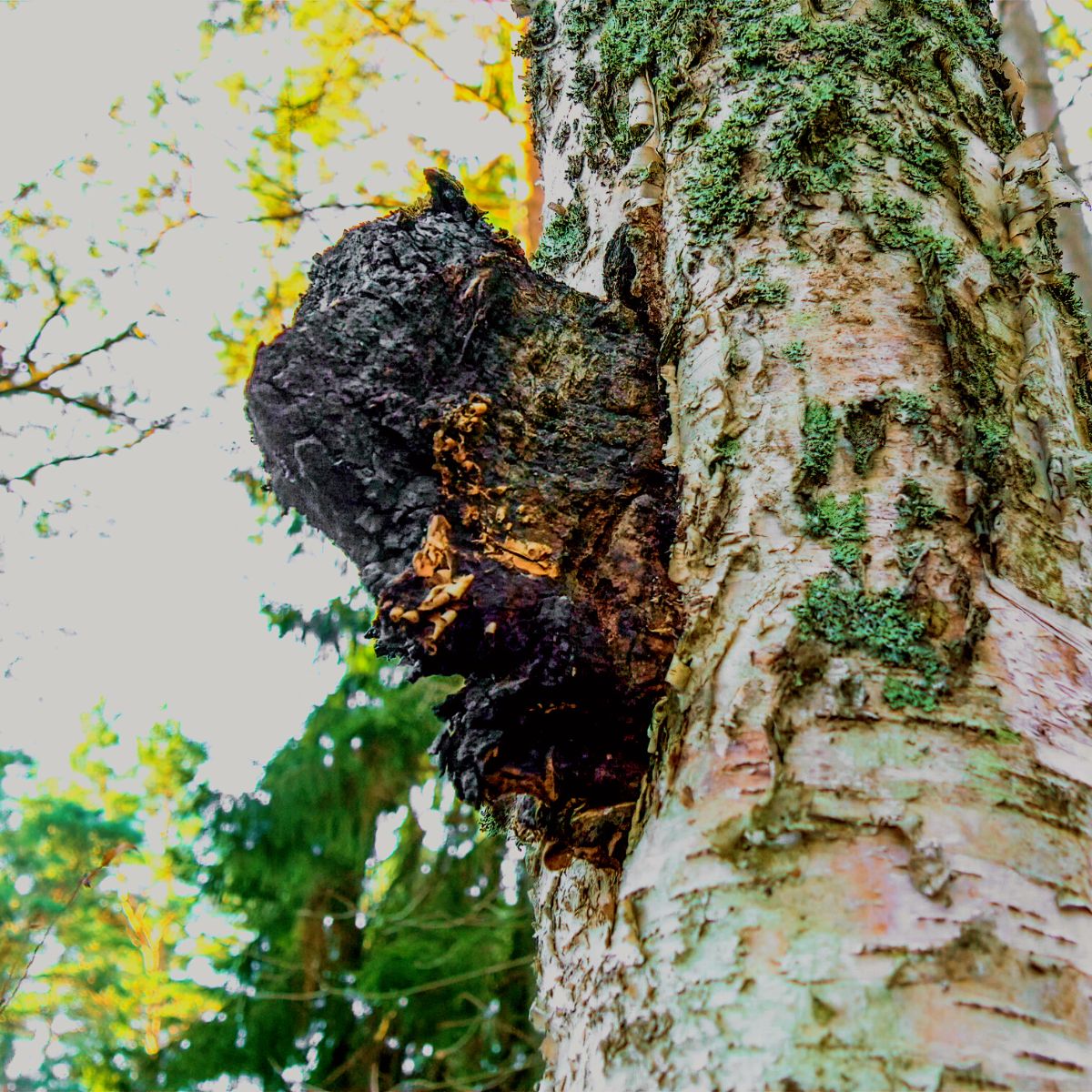 chaga