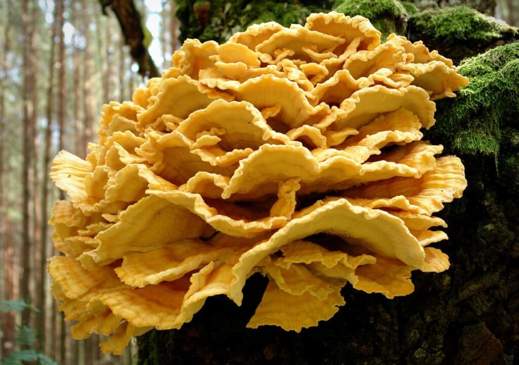 Laetiporus-sulphureus - The chicken of the woods mushroom.