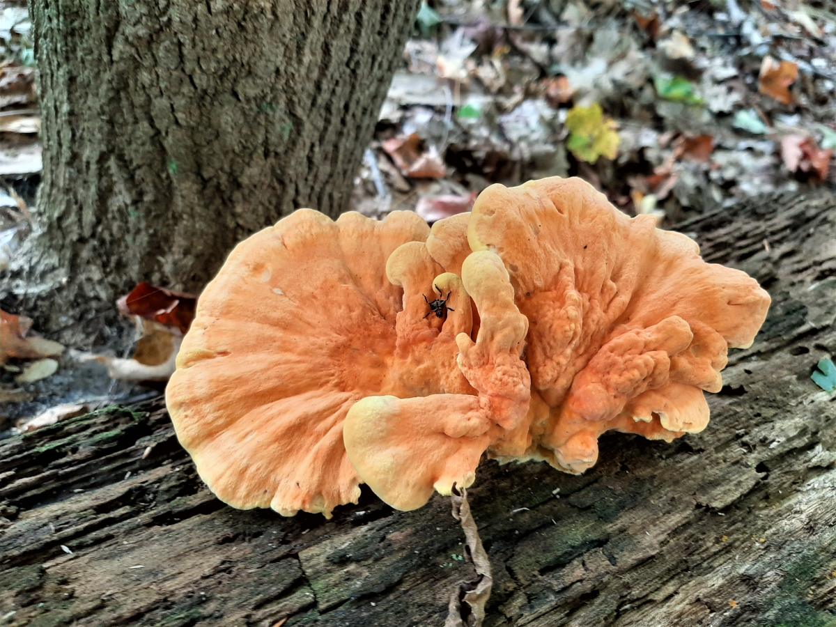 Small chicken of the woods on a log with spider