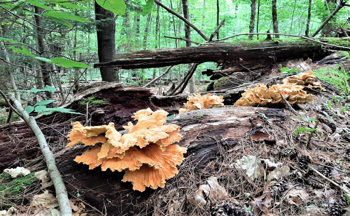 Huge patch of mature chicken of the woods past prime