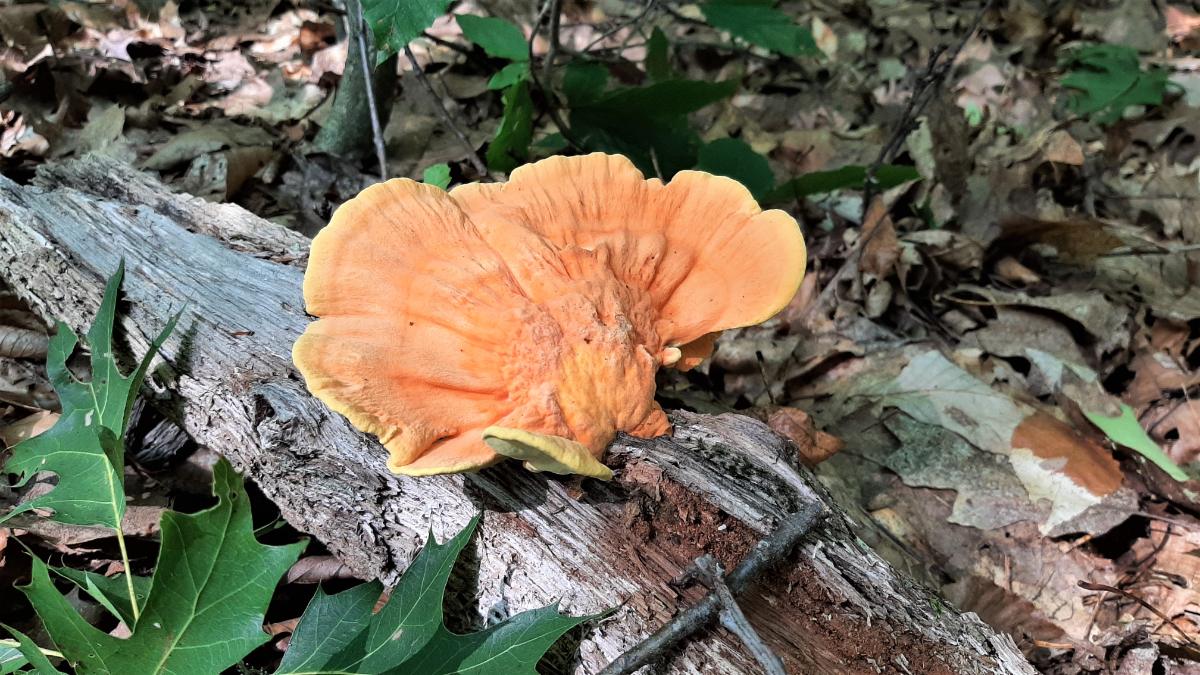 Single bracket chicken of the woods growing on a log