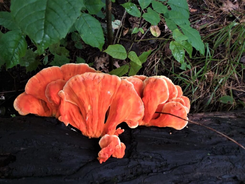 Bright orange chicken of the woods specimen