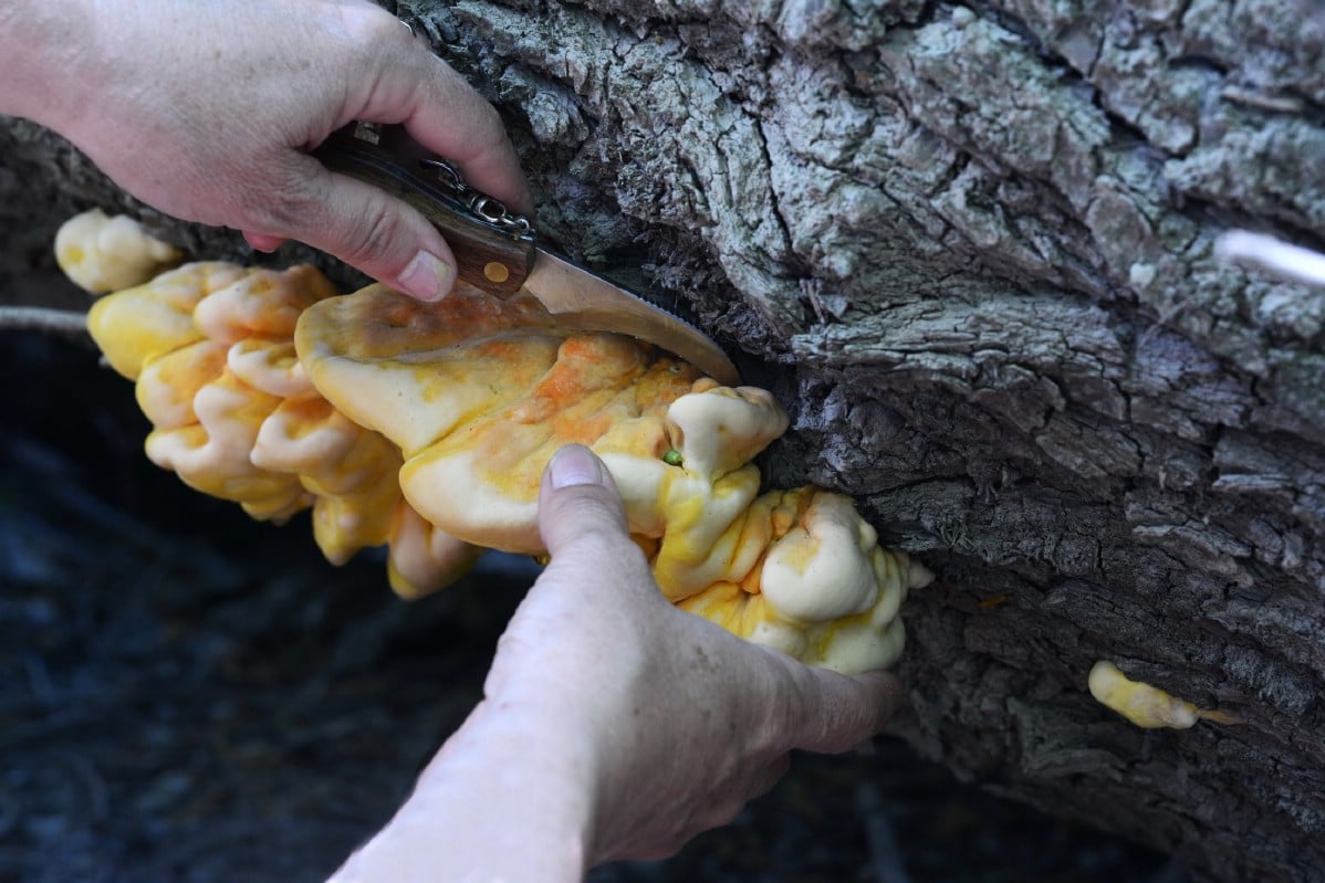 chicken of the woods