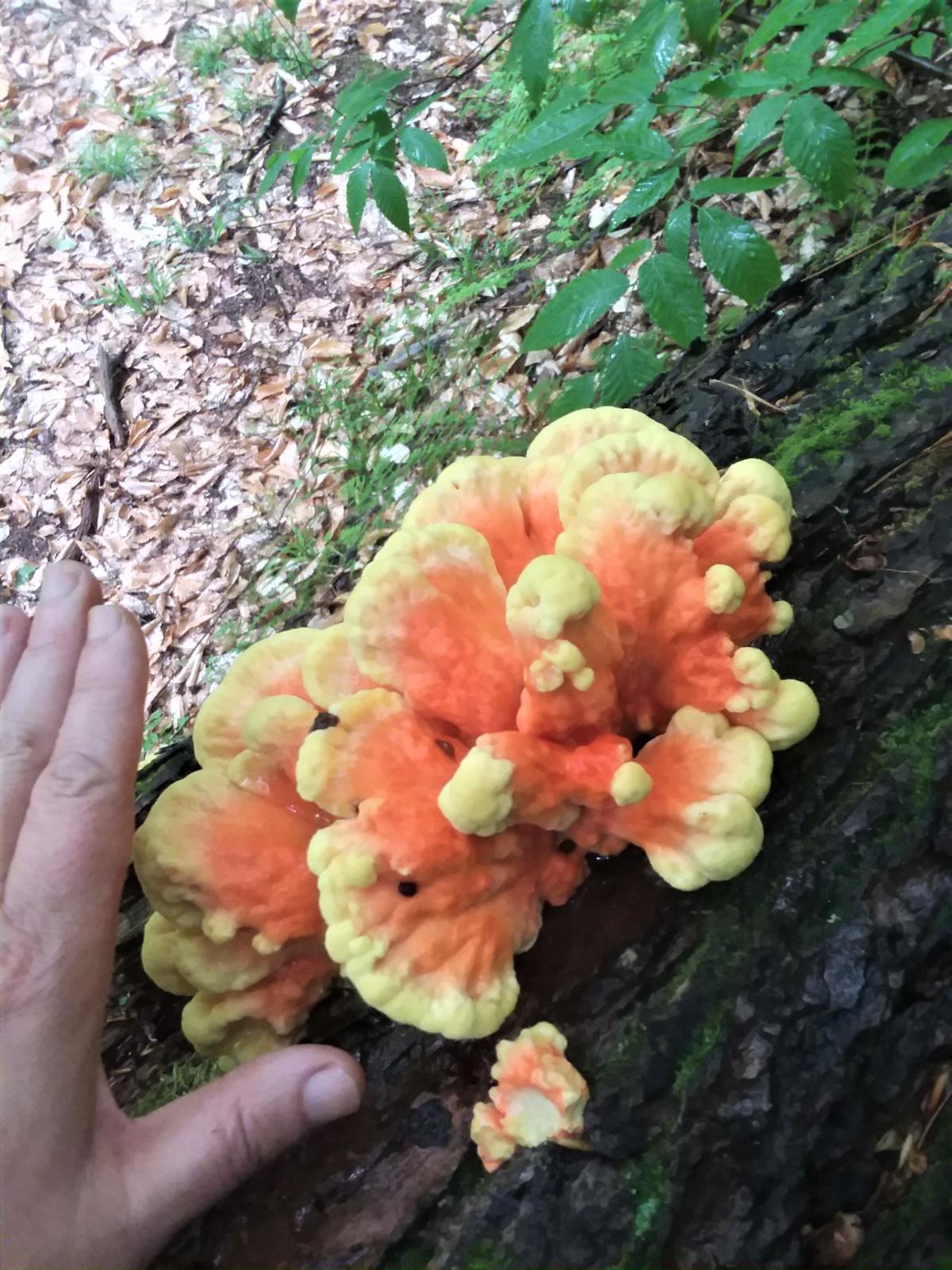 Young chicken of the woods growing on a log