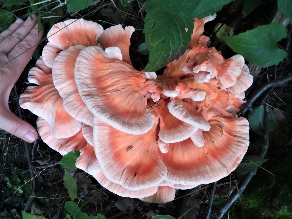 Rosette overlapping caps of Laetiporus cincinnatus