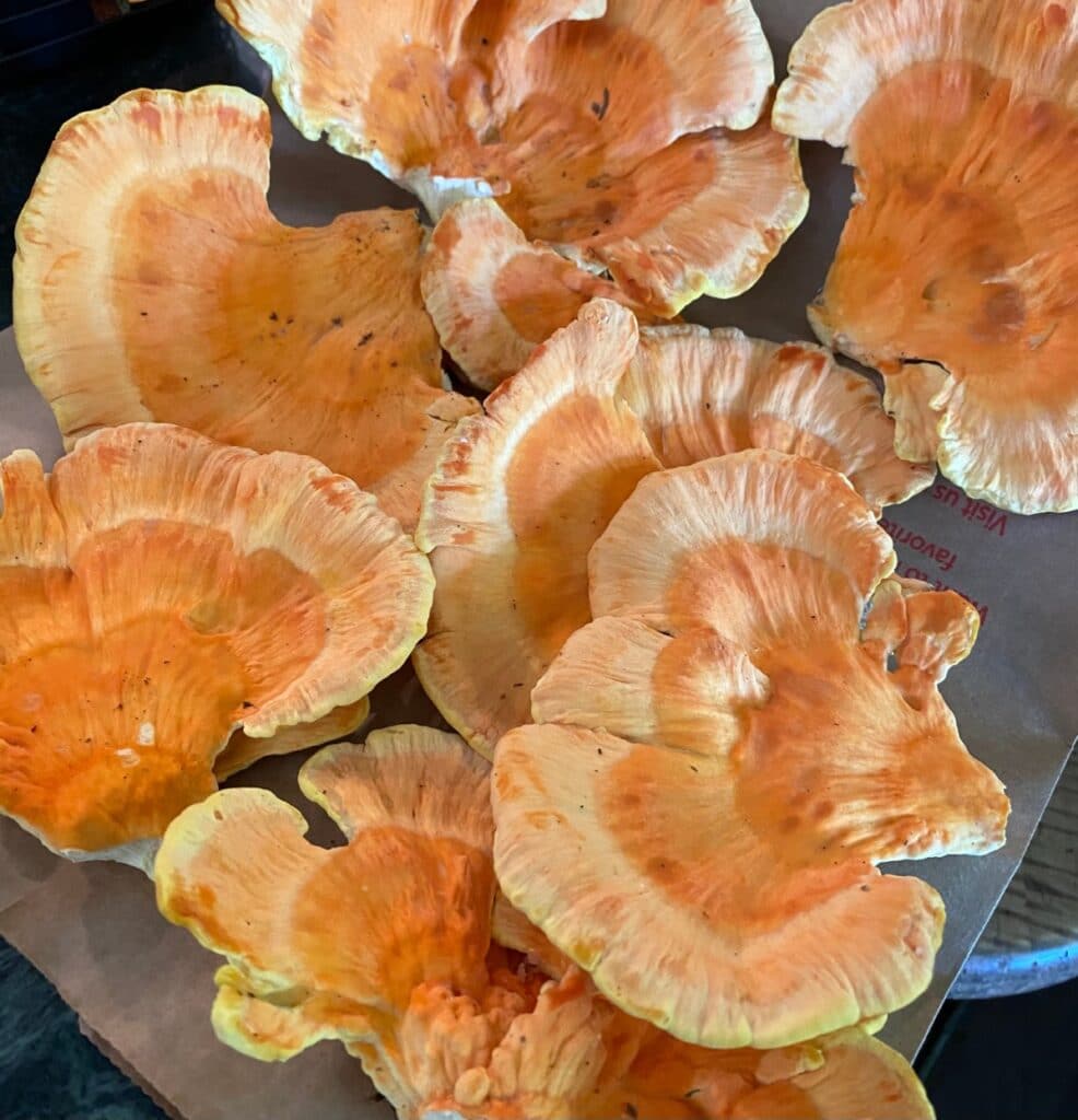 Chicken of the woods caps/stems layn on a paper bag.