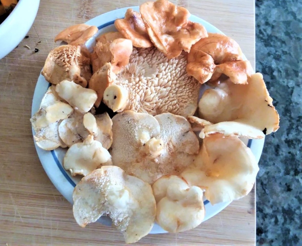 Cleaned hedgehog mushrooms