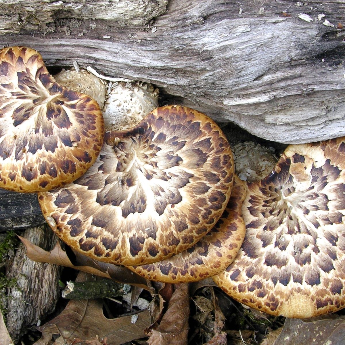dryads saddle mushroom