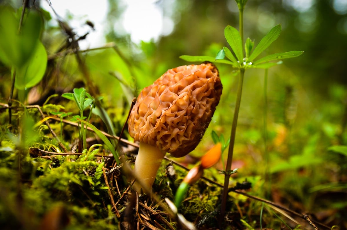 Morel Mushroom hunting is fun and rewarding.