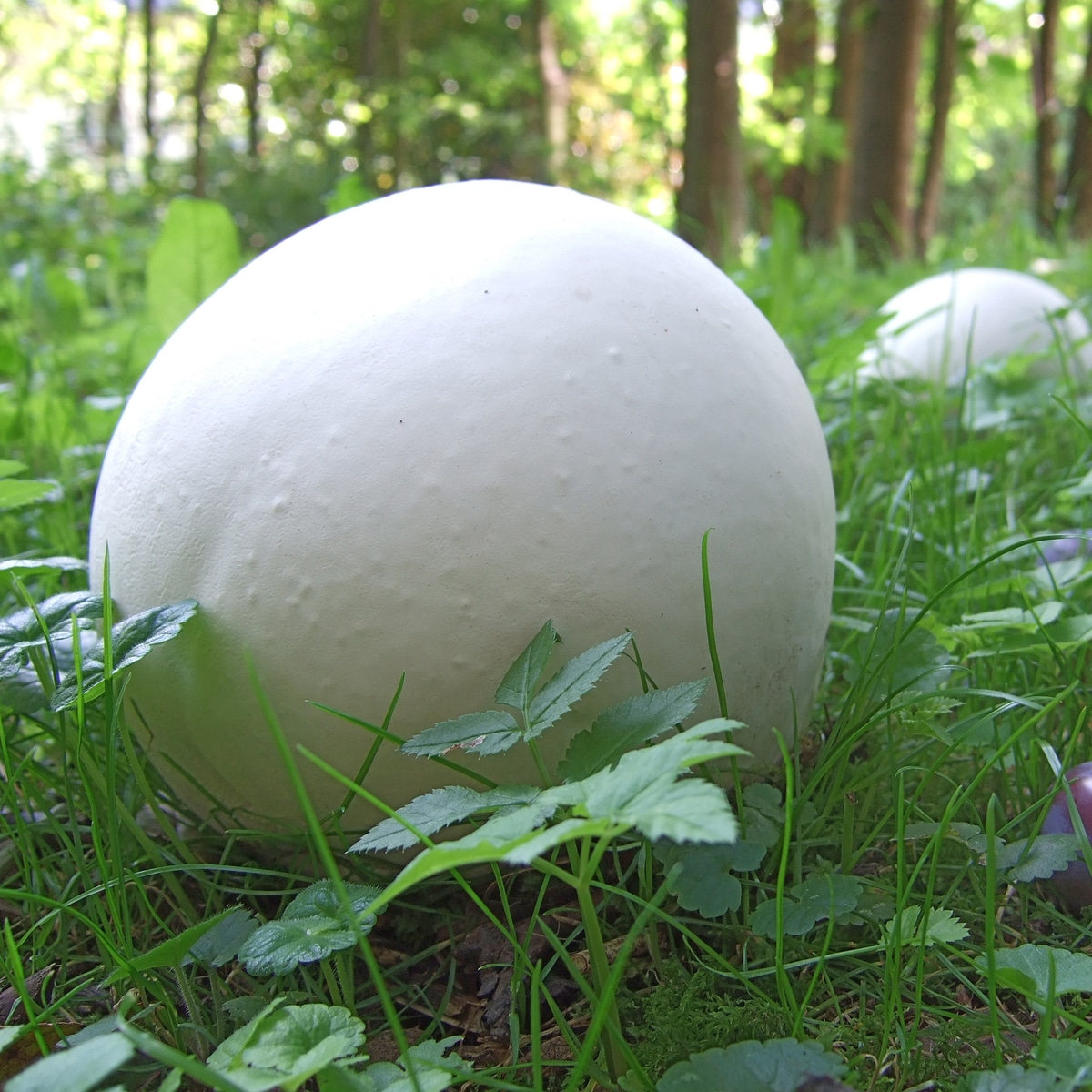 Puffballs – Identification, Distribution, Edibility – Galloway Wild Foods