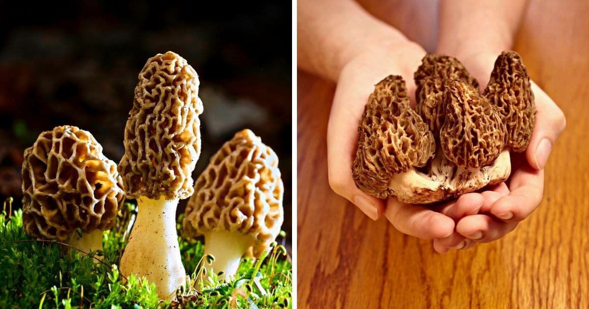 Growing Morels Tips and Techniques Mushroom Appreciation