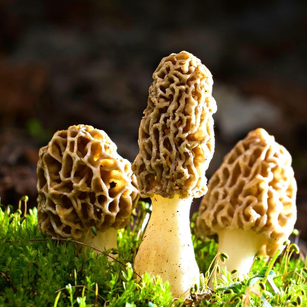 morels