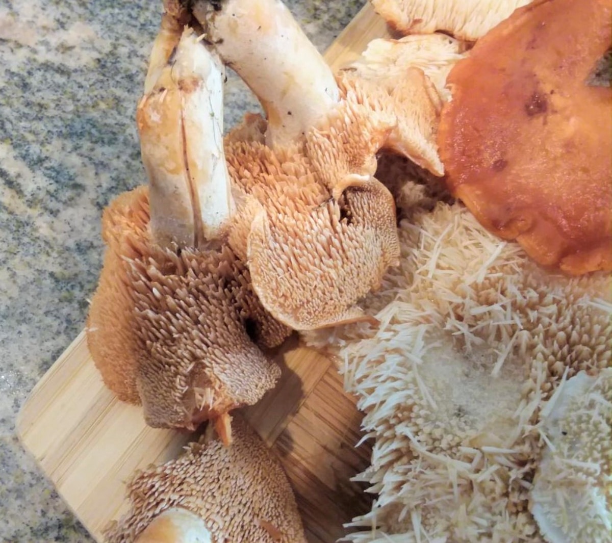 Array of foraged hedgehog mushrooms