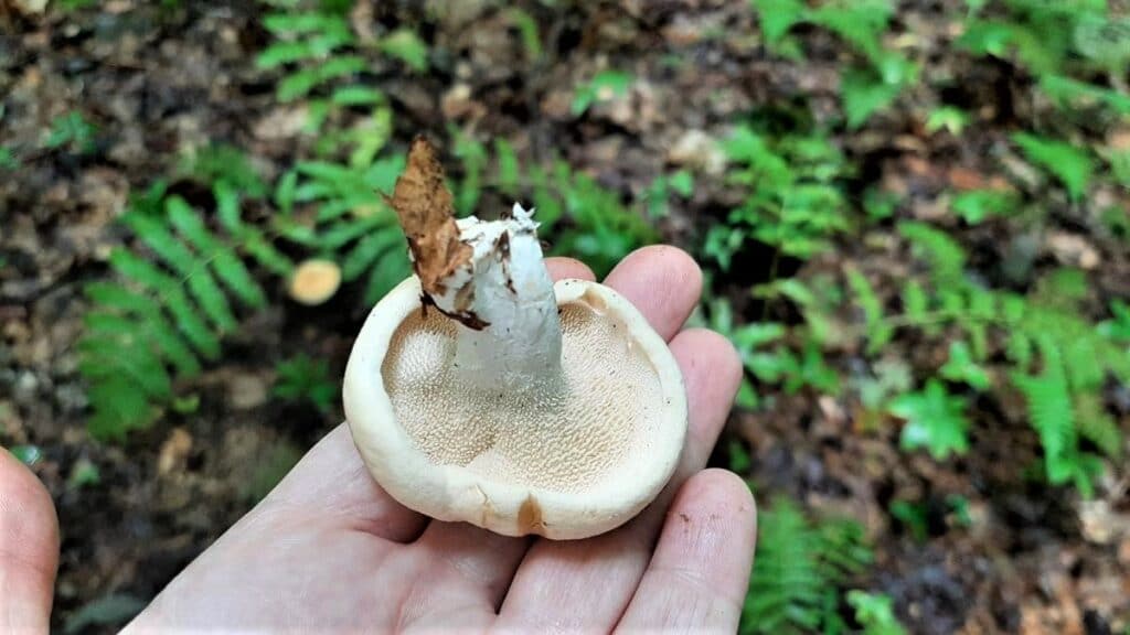 Button hedgehog mushroom with rolled in cap edges
