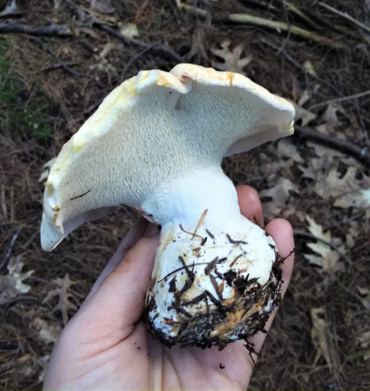 Massive bulbous stem on Hydnum alboaurantiacum