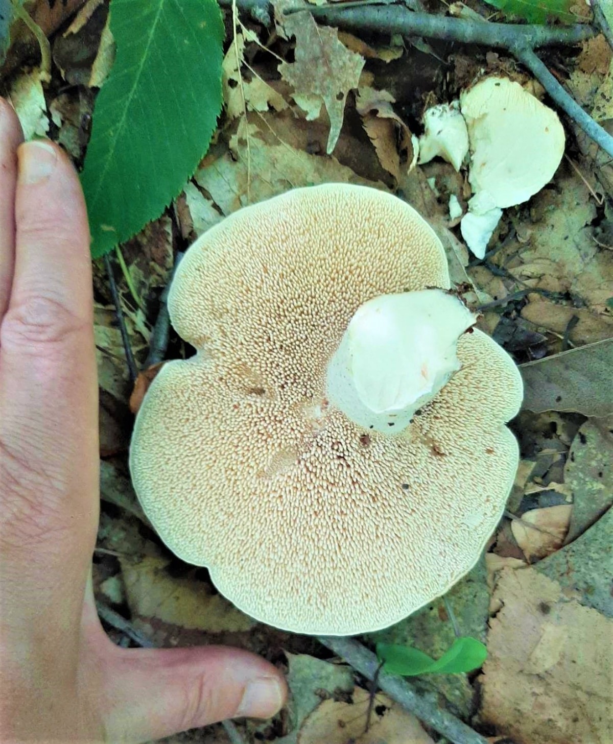 Teeth on underside of hedgehog mushroom