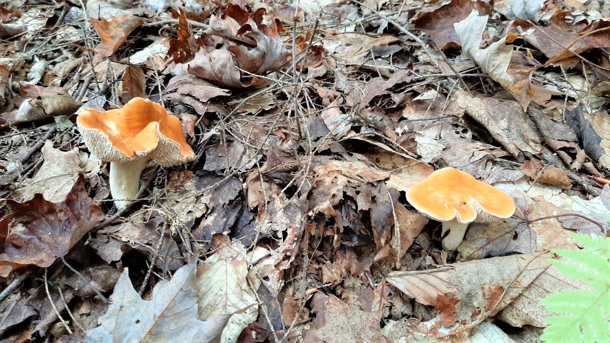 Two hedgehogs fruiting in mixed hardwood forest.