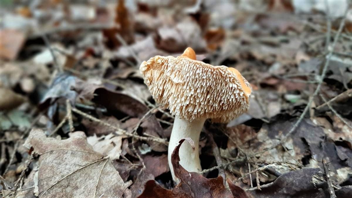 Hedgehog spines, or teeth