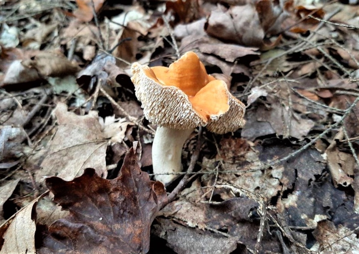 Wavy hedgehog mushroom cap with long spines.