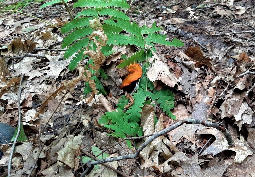 Lobster mushroom mostly covered by leaves