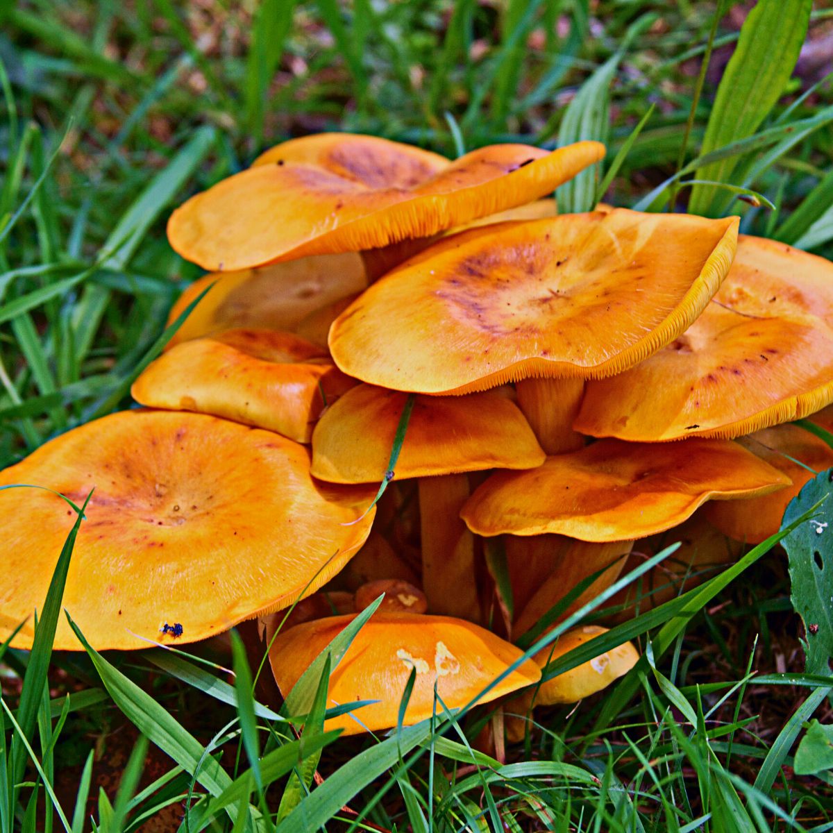 Omphalotus Olearius The Jack O Lantern Mushroom Mushroom Appreciation Omphalotus Olearius The Jack O Lantern Mushroom Mushroom Appreciation