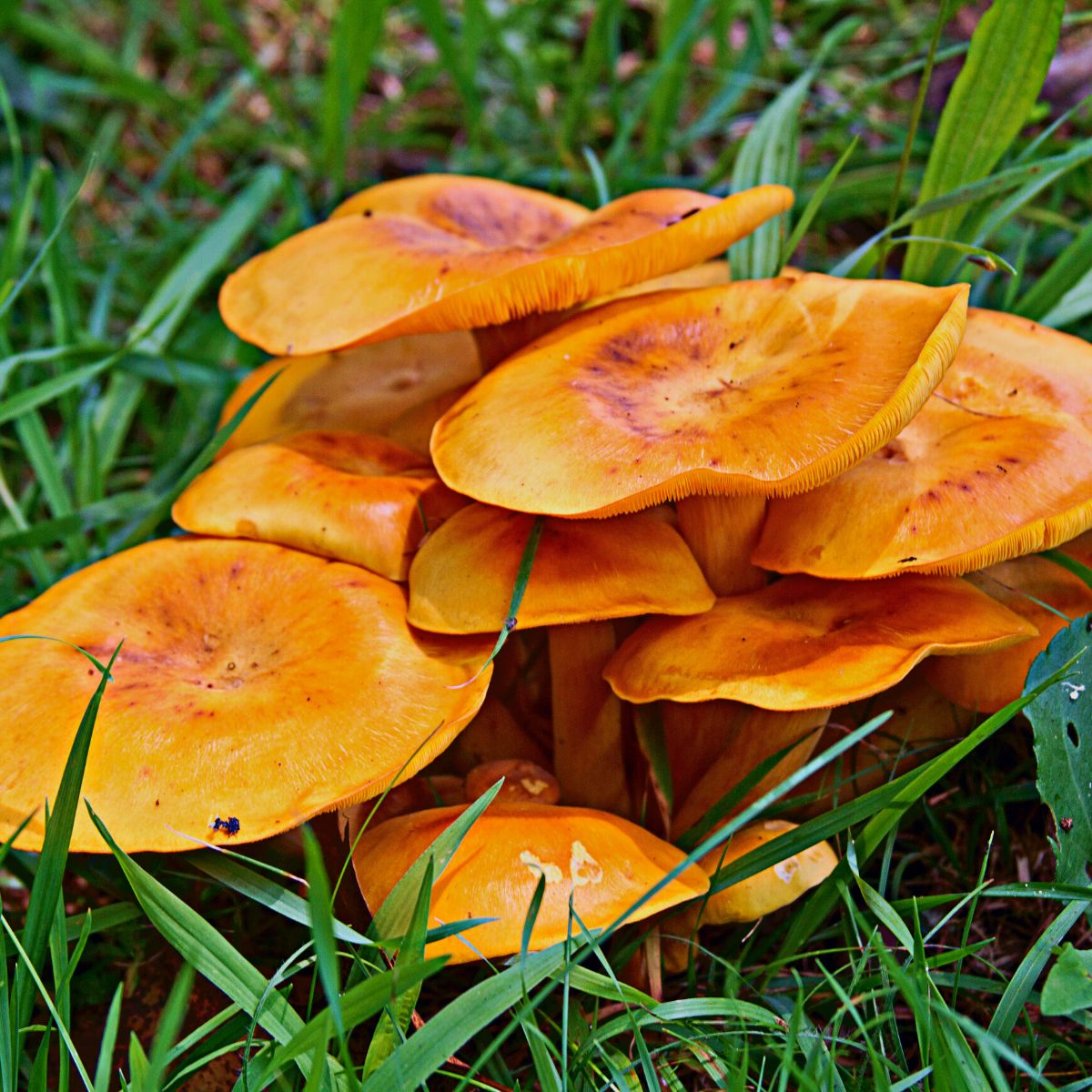 jack o lantern poisonous mushrooms