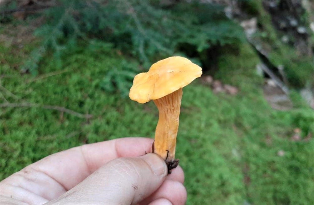 Small chanterelle looks similar to a hedgehog mushroom.