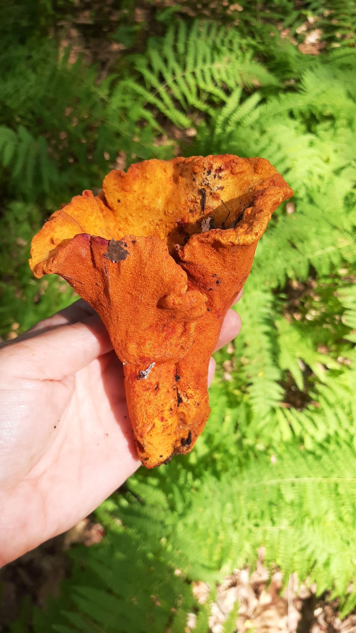 Bright orange lobster mushroom held in hand