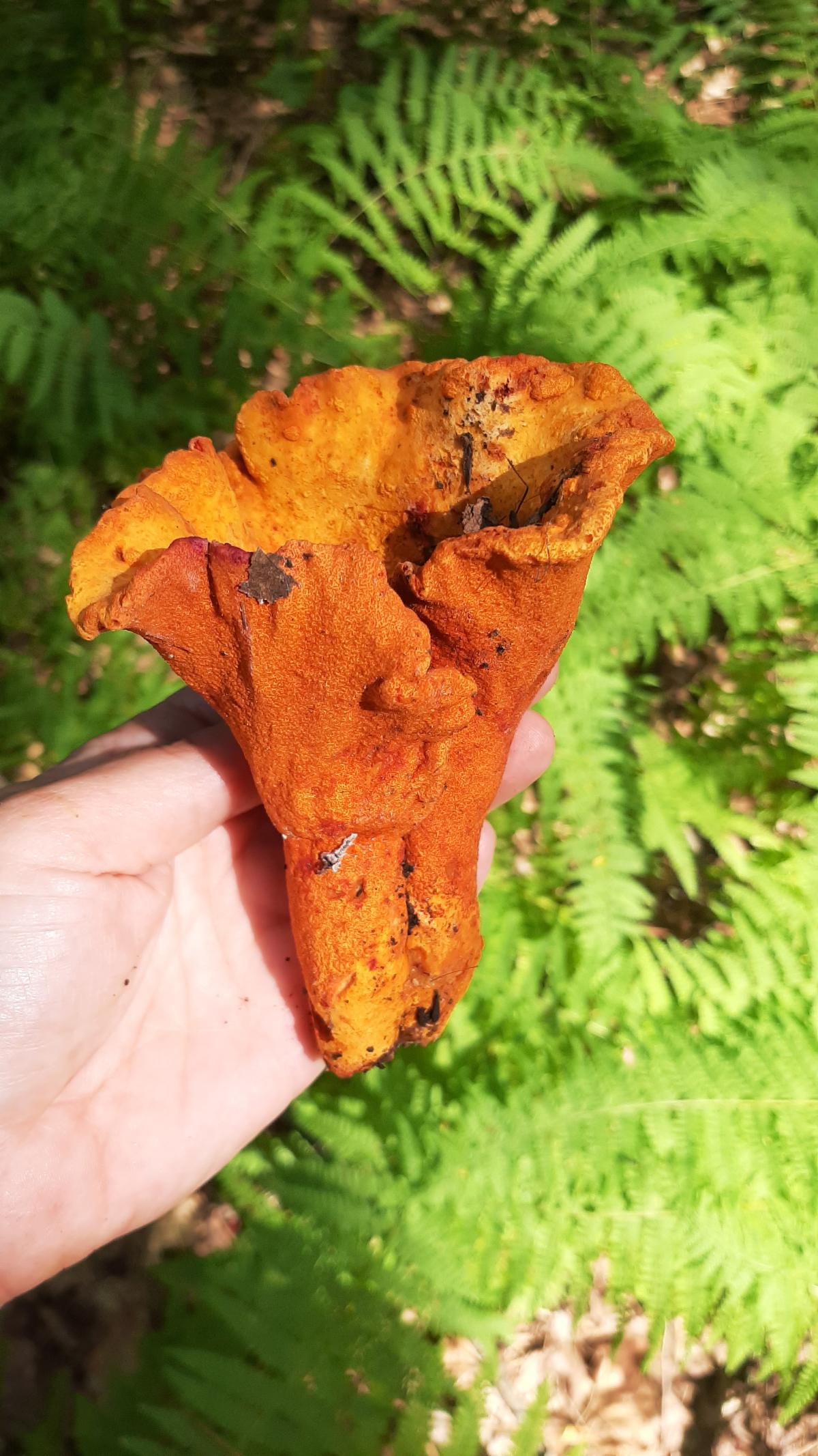 lobster mushroom