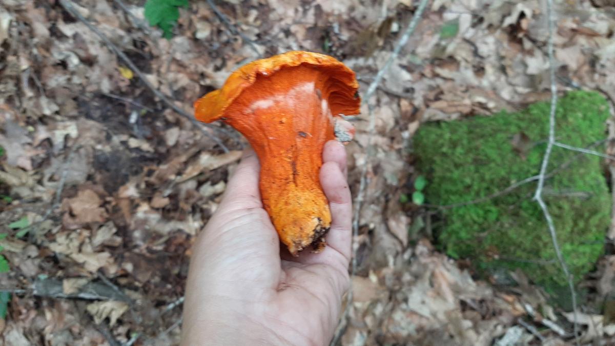 lobster mushroom