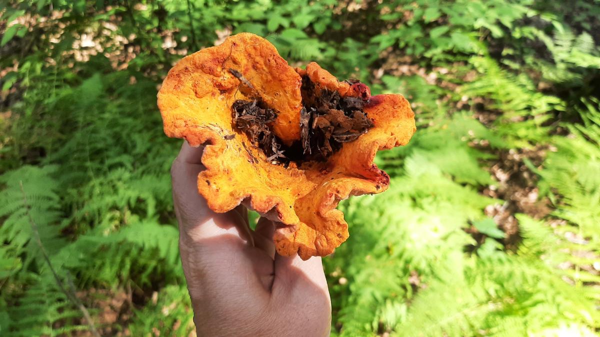 Top view of a lobster mushroom with debris in cap.