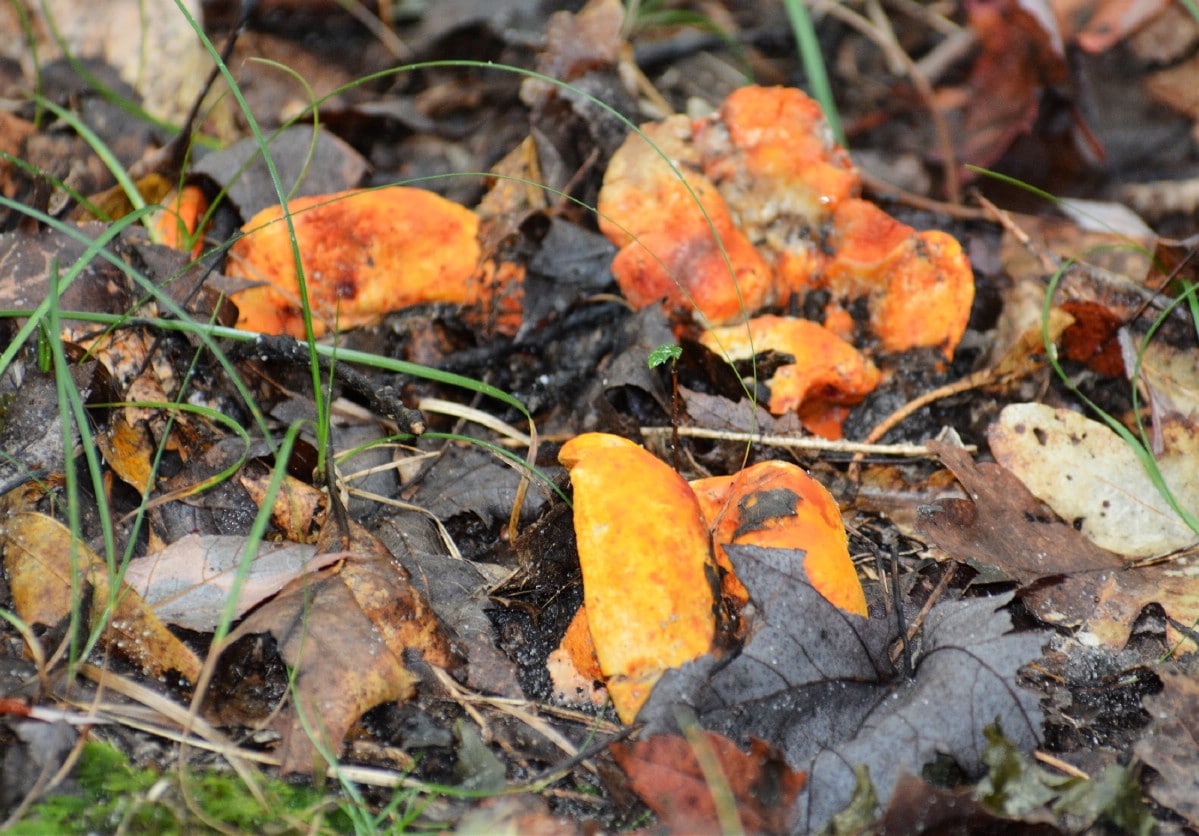 Lobster mushrooms emerging from ground