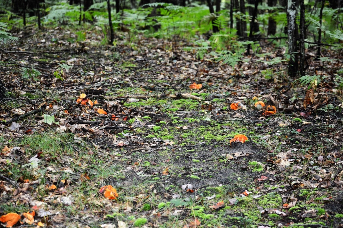 A bunch of lobster mushrooms in the woods