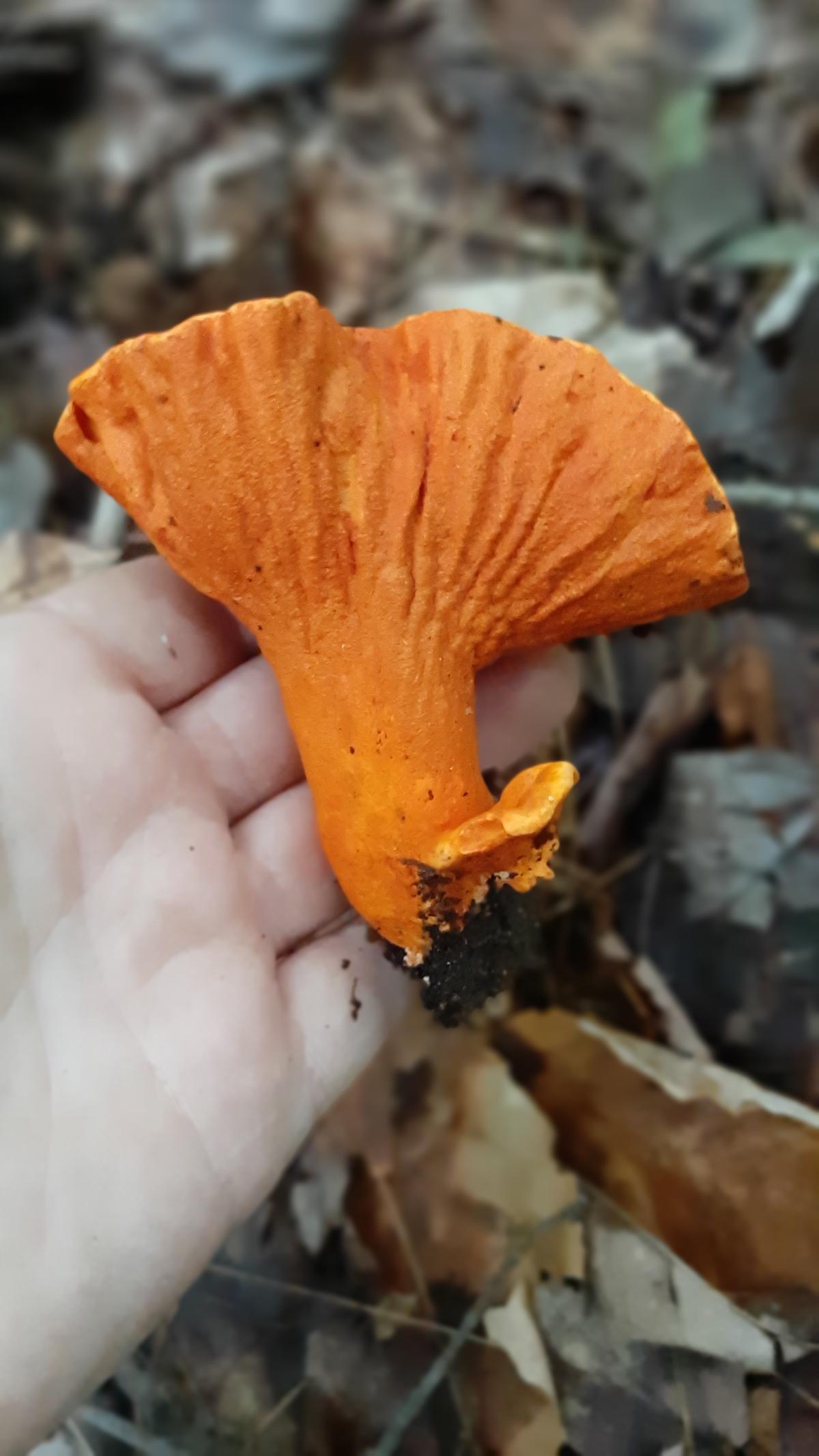 A single large lobster mushroom in a hand