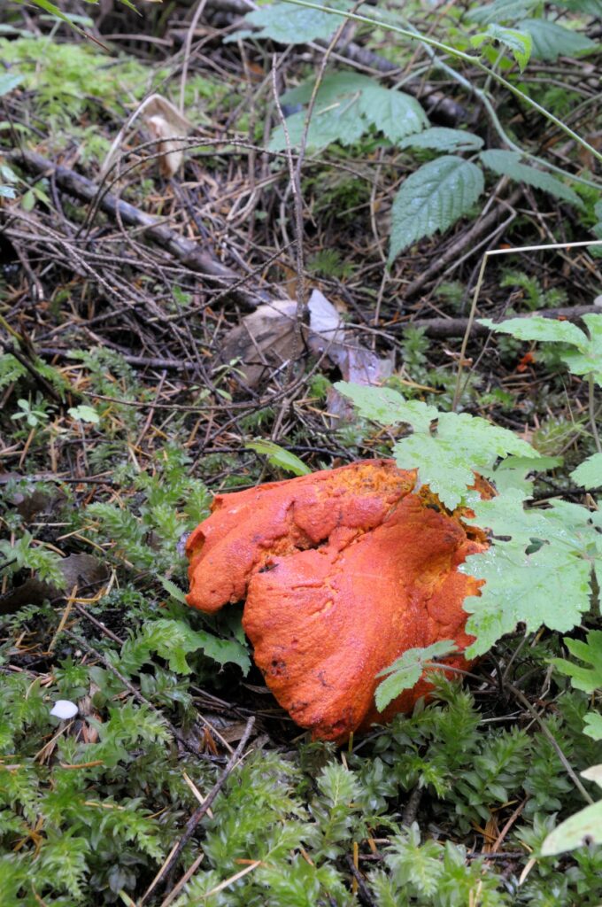 Lobster Mushrooms Foraging, Harvesting, and Cooking Guide Mushroom