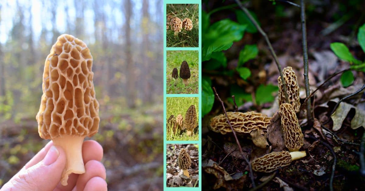Morel Mushroom Hunting Hints and Information Mushroom Appreciation