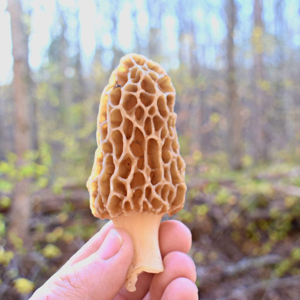 Big Red False Morel Identification and Edibility Guide For the Carolina False Morel Mushroom