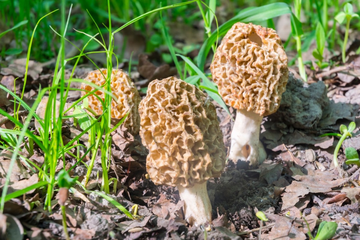 yellow morels