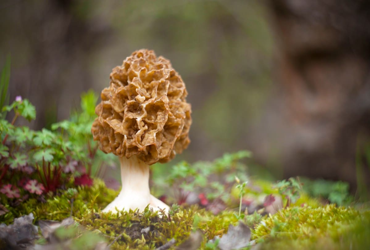 Morel Mushroom growing in spring.