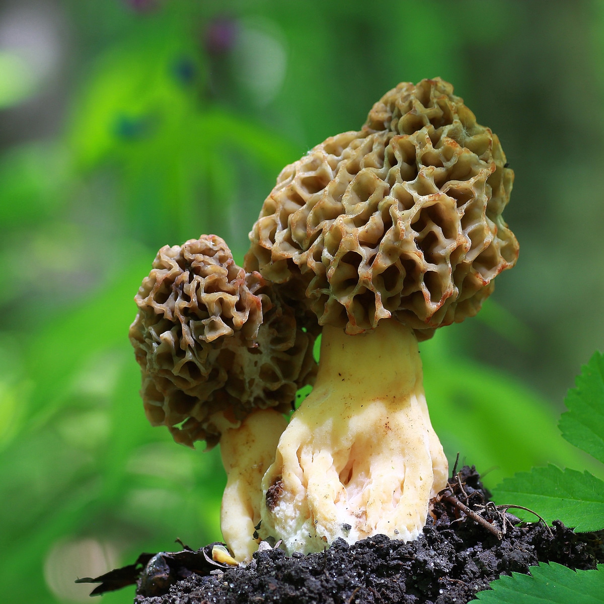 Morel has no gills or obvious spore surface