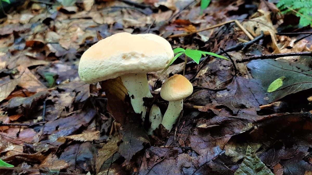 Two hedgehog mushrooms emerging from leaf duff